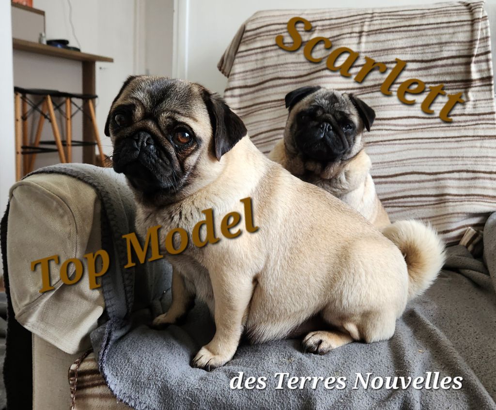 Top model Des Terres Nouvelles