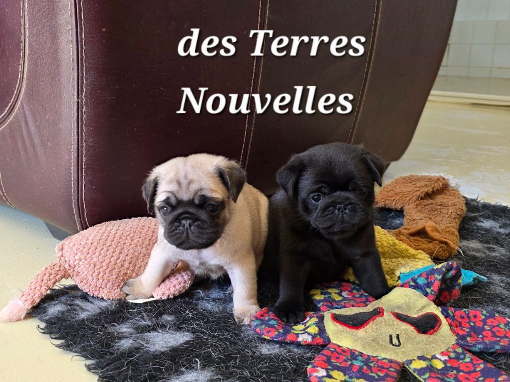 Bébés de Rose