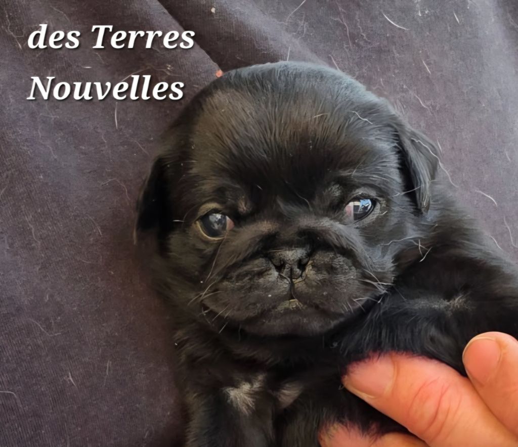 Des Terres Nouvelles - Chiots disponibles - Carlin