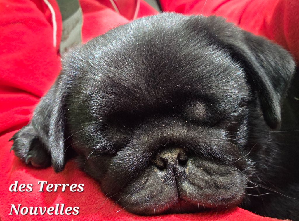 Des Terres Nouvelles - Chiots disponibles - Carlin