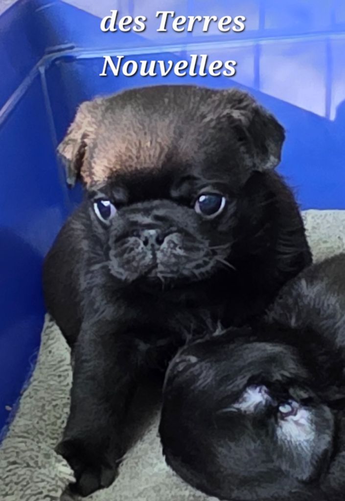 Des Terres Nouvelles - Chiots disponibles - Carlin