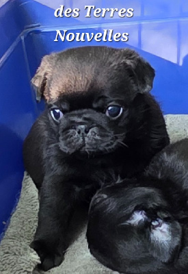 CHIOT 3