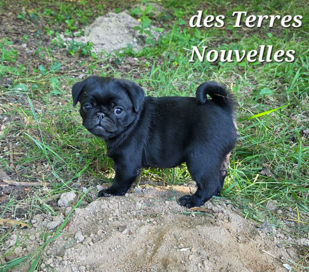 Des Terres Nouvelles - Chiots disponibles - Carlin